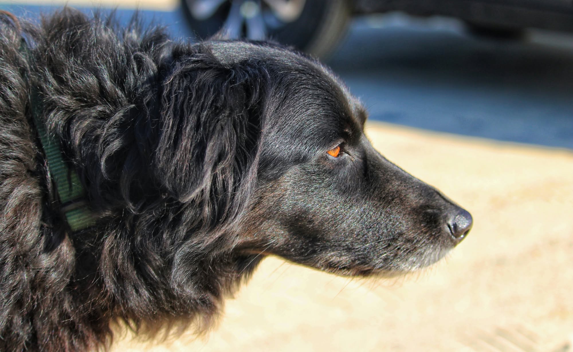 Profil d’un chien noir au regard ambré