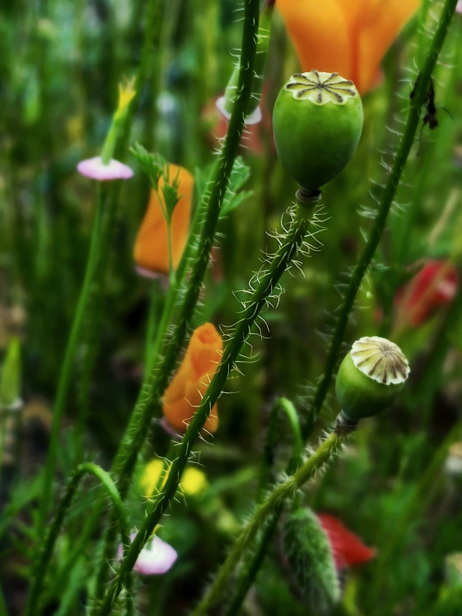 Capsules de pavot au milieu de tiges et de fleurs