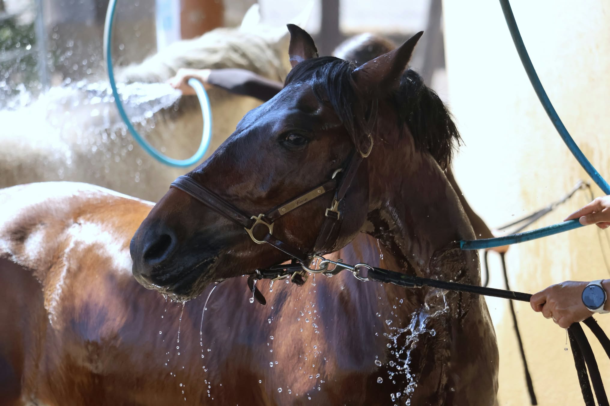 Cheval brun sous une douche