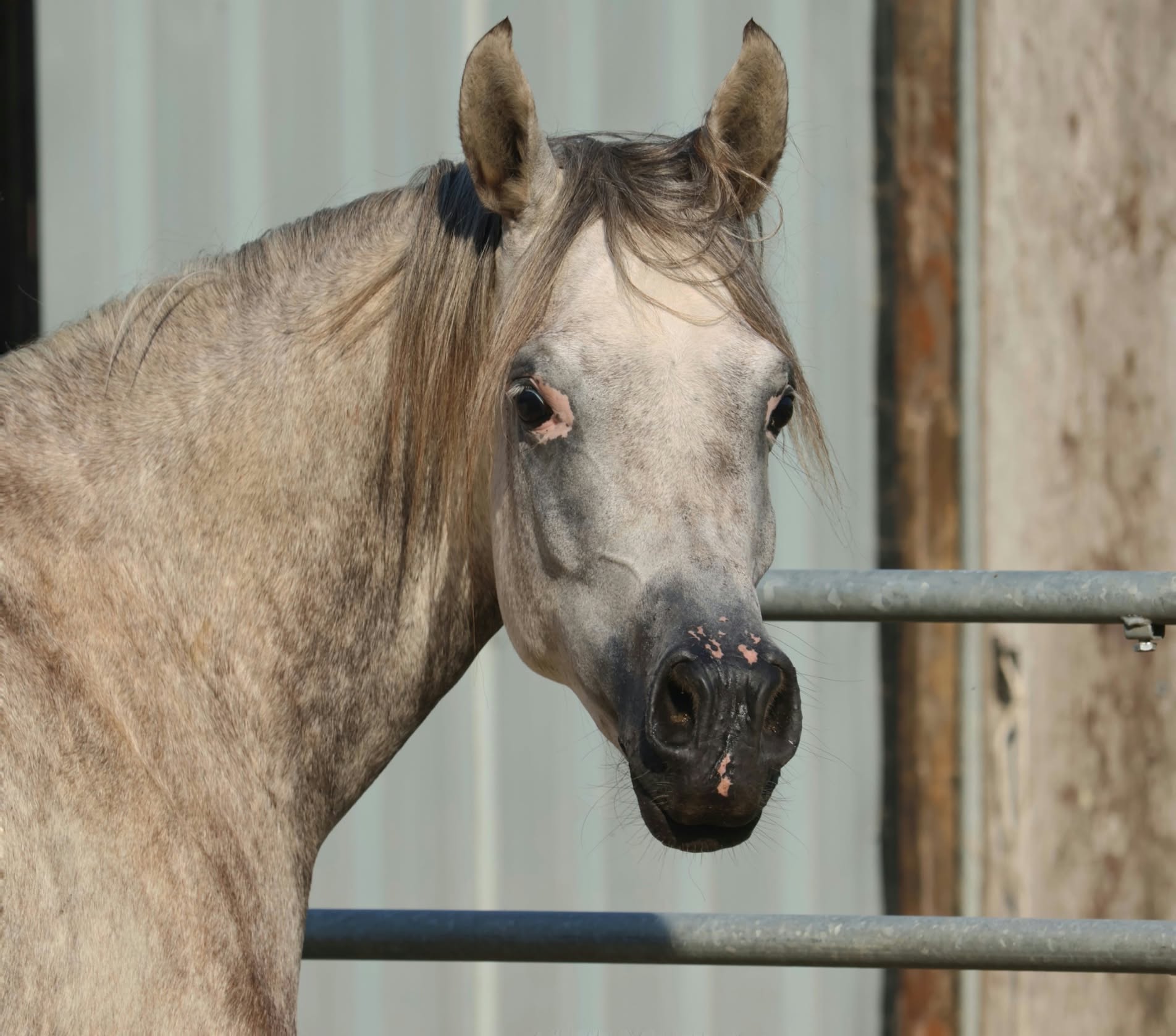 Portrait d’un cheval gris