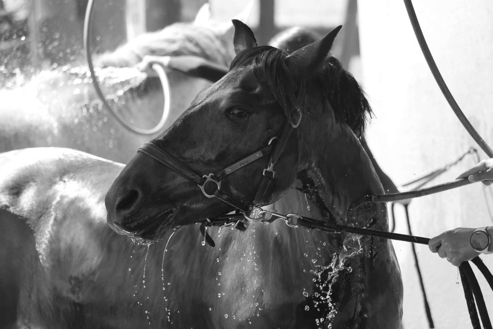 Cheval sous une douche en noir et blanc