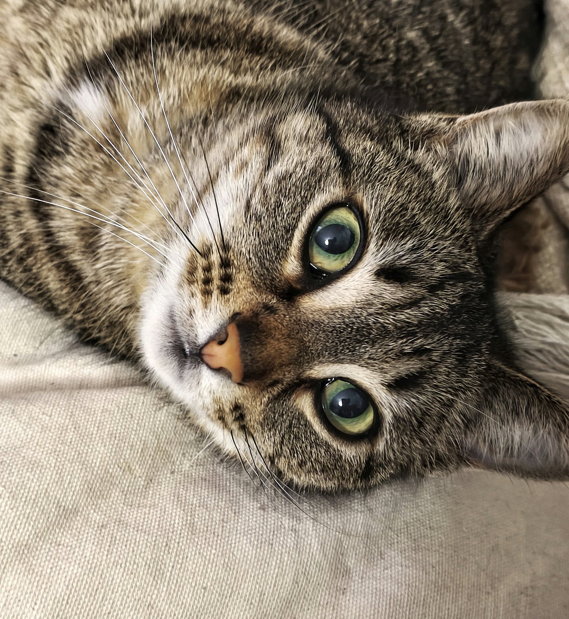 Chat tigré aux grands yeux verts