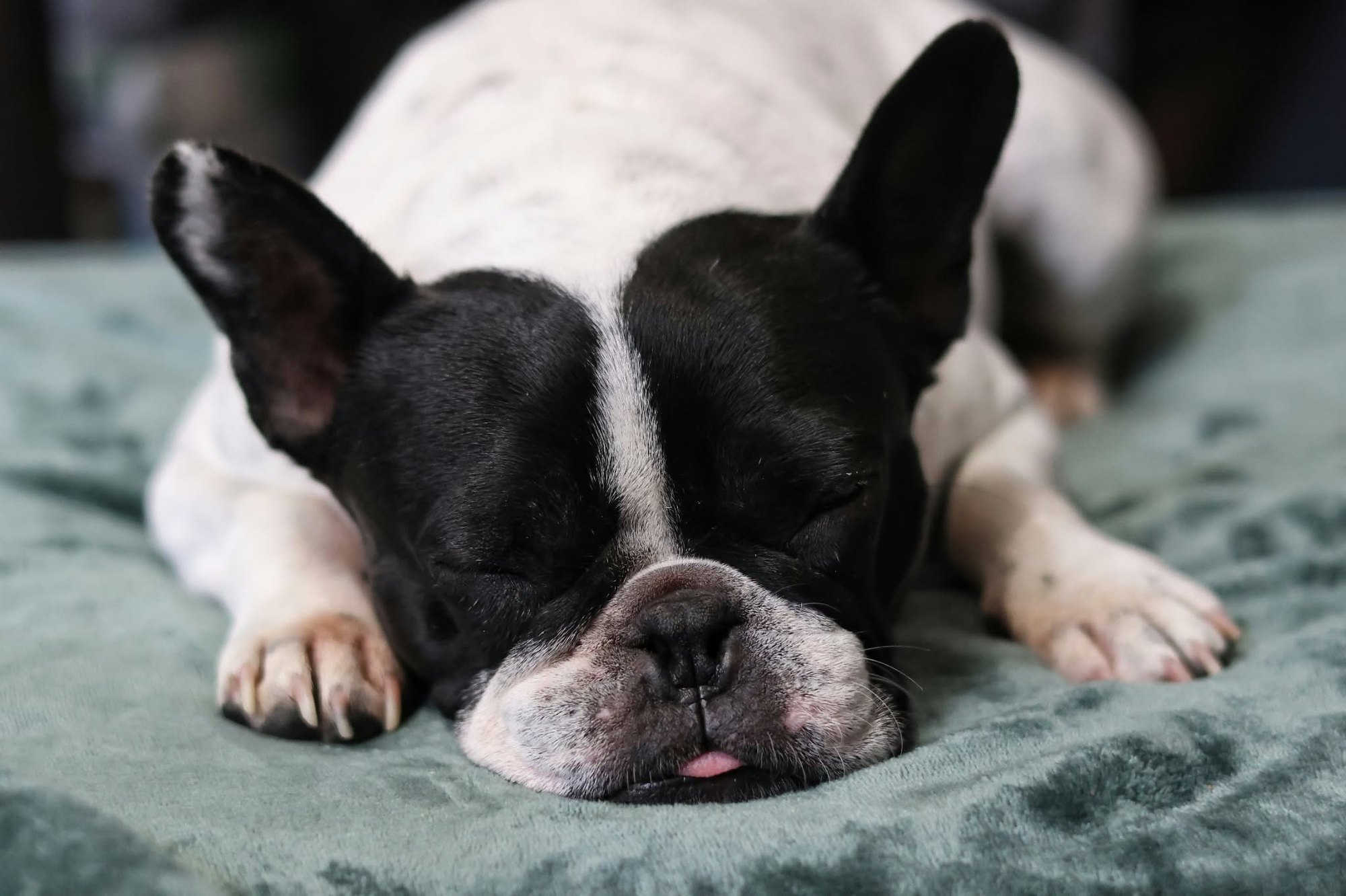 Bouledogue français endormi