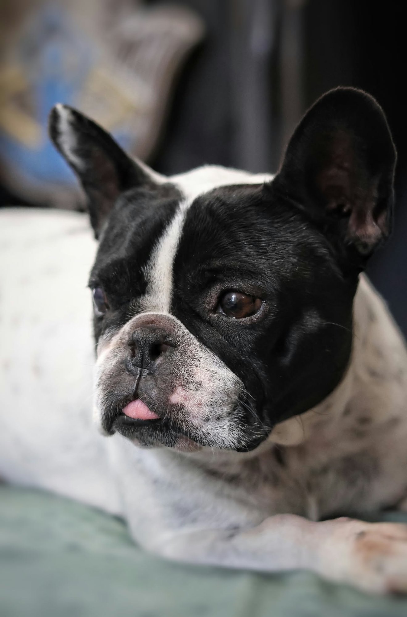 Portrait de bouledogue français
