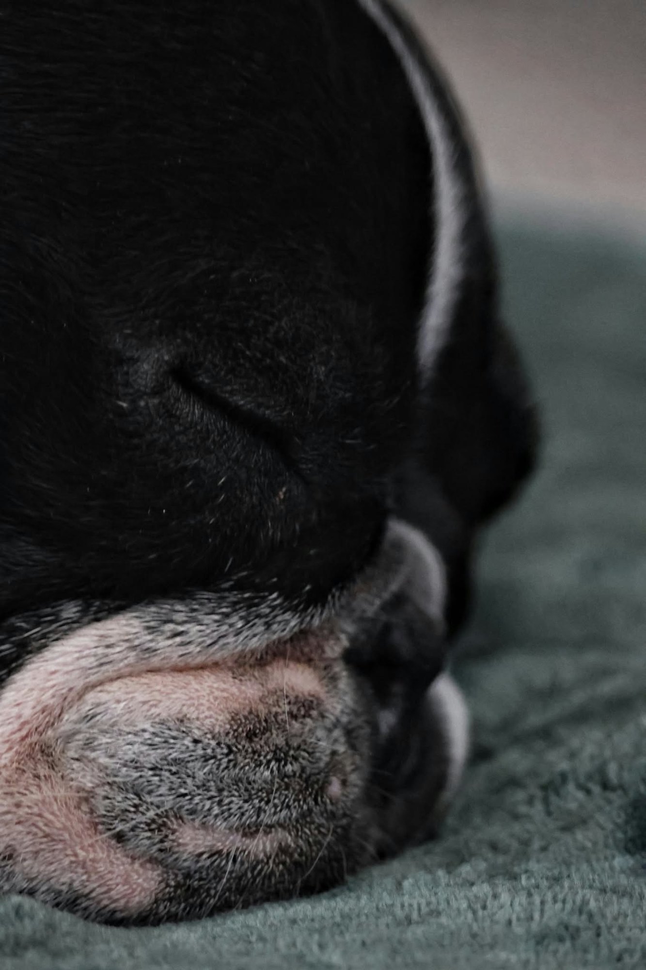 Bouledogue français au repos