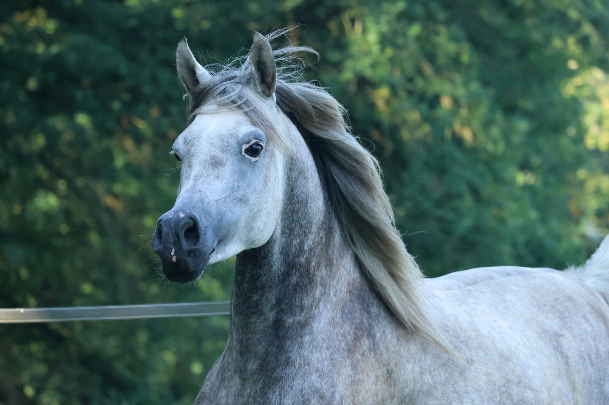 Cheval gris à la crinière en mouvement